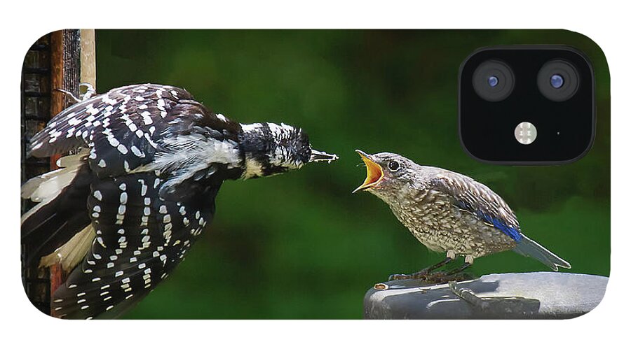 Woodpecker iPhone 12 Case featuring the photograph Woodpecker Feeding Bluebird by Robert L Jackson