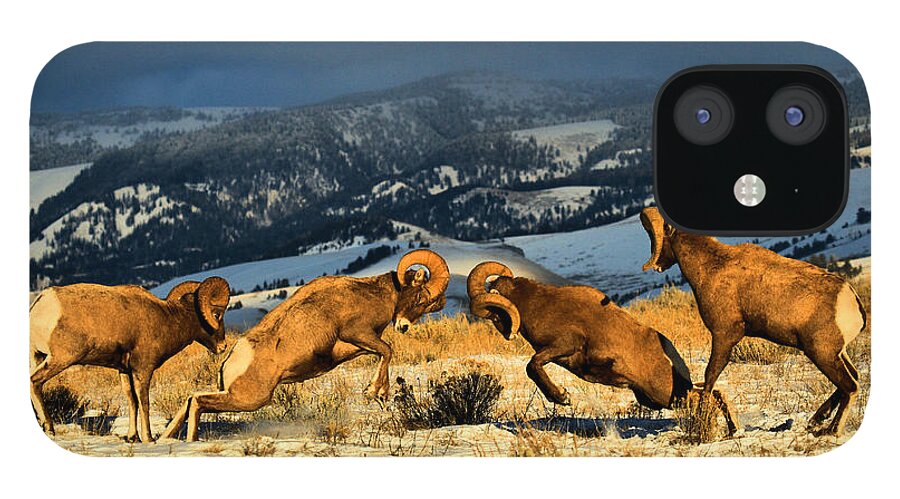 Bighorns iPhone 12 Case featuring the photograph Wyoming Bighorn Brawl by Adam Jewell
