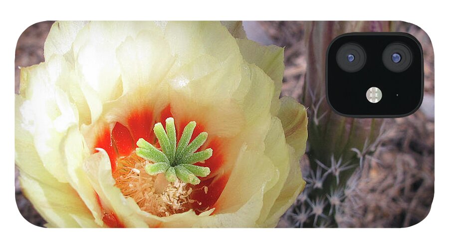 Yellow Flower iPhone 12 Case featuring the photograph Yellow Alicoche by Kelly Holm