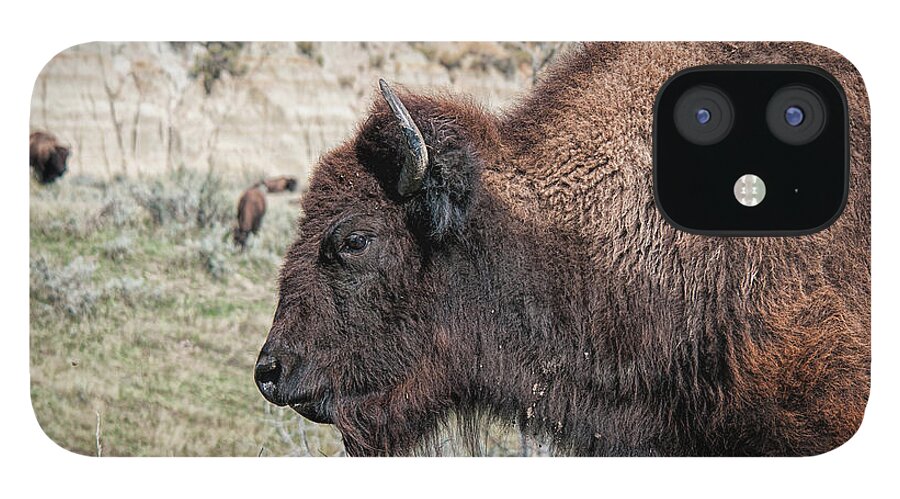 Bison iPhone 12 Case featuring the photograph Young Bison by Craig Leaper
