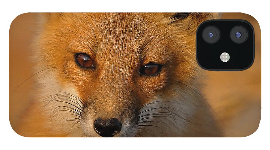 Fox iPhone 12 Case featuring the photograph Young Fox by William Jobes