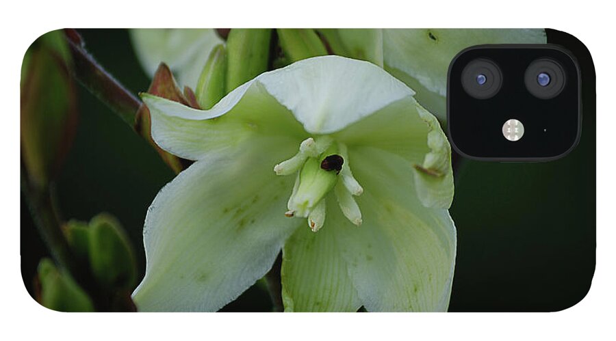 White Flowers iPhone 12 Case featuring the photograph Yucca by Randy Bodkins