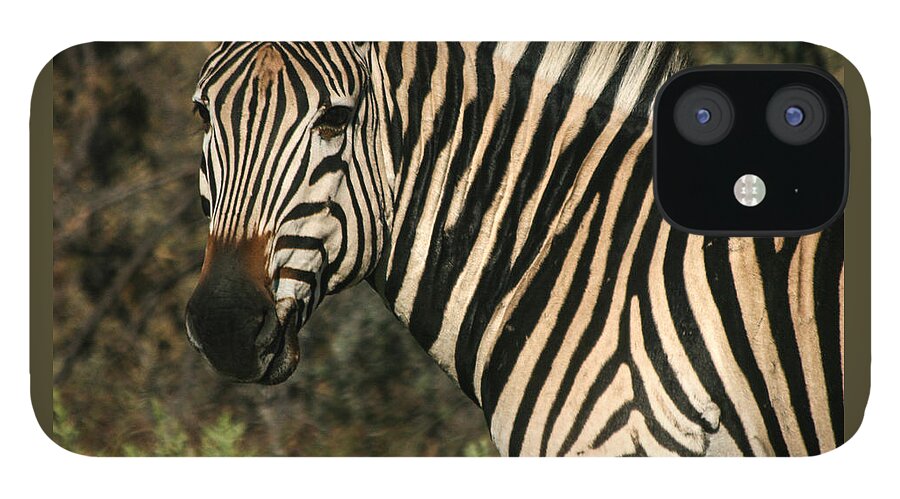 Zebra iPhone 12 Case featuring the photograph Zebra Watching Sq by Karen Zuk Rosenblatt