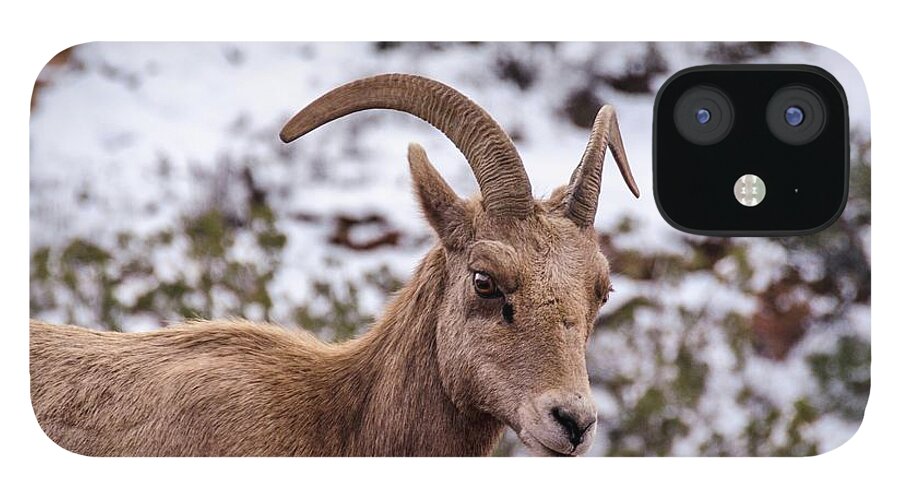 Bighorn iPhone 12 Case featuring the photograph Zion Bighorn Sheep close-up by Gaelyn Olmsted