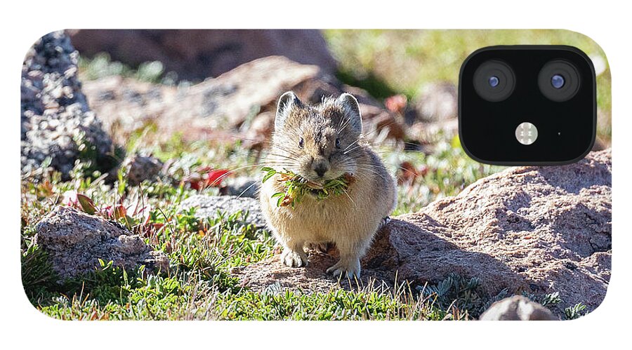 Pika iPhone 12 Case featuring the photograph American Pika with a Mouthful #1 by Tony Hake