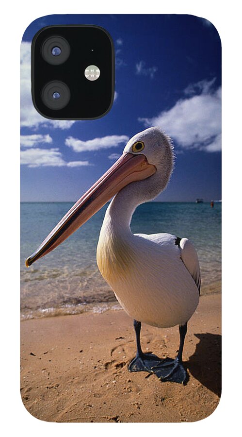 Water's Edge iPhone 12 Case featuring the photograph Australian Pelican Pelecanus #1 by Art Wolfe