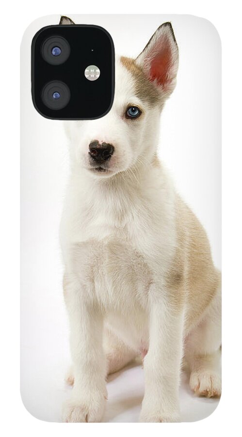 Cute husky puppy #1 iPhone 12 Case by Seeables Visual Arts - Pixels