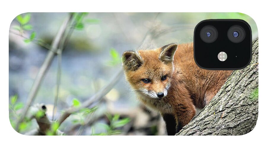 Fox Cub iPhone 12 Case featuring the photograph Fox cub exploring #1 by Sam Rino