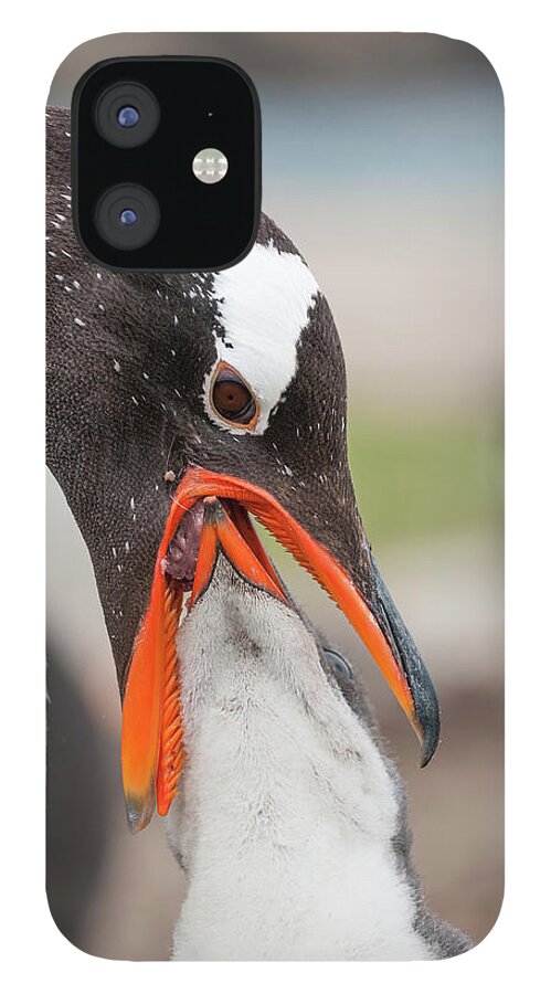 Animal iPhone 12 Case featuring the photograph Gentoo Penguin Feeding Chick #1 by Tui De Roy