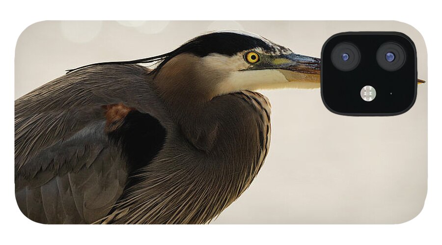 Great Blue Heron iPhone 12 Case featuring the photograph Great Blue Heron Portrait #1 by Sam Rino