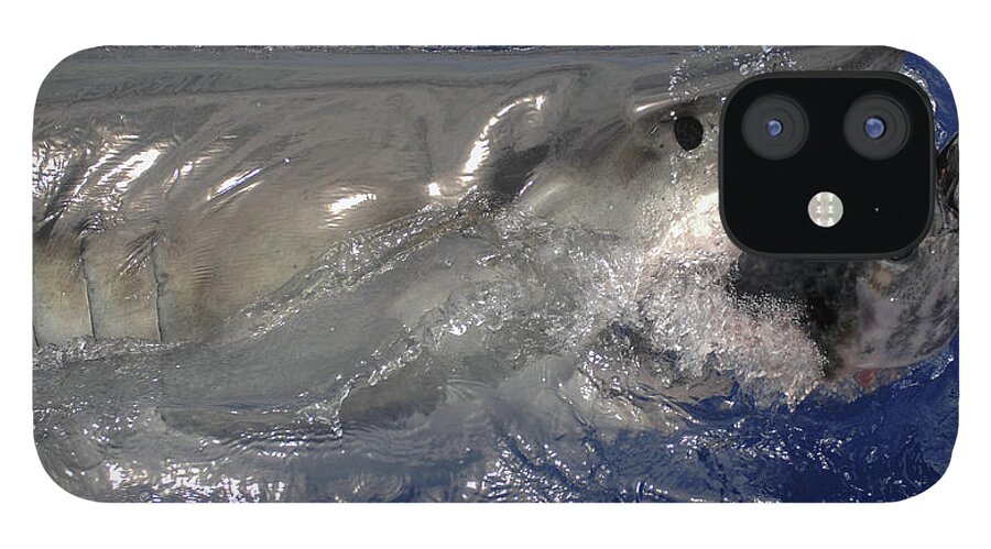 Great White Shark iPhone 12 Case featuring the photograph Great White Shark #1 by David Shuler