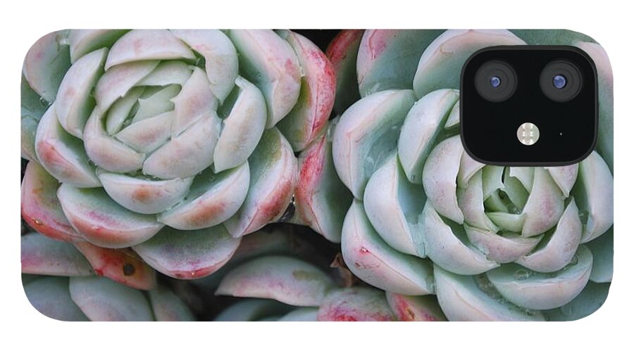 Houseleek iPhone 12 Case featuring the photograph Hens And Chicks Succulent #1 by Lazingbee
