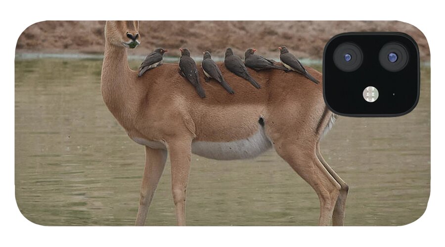 Impala iPhone 12 Case featuring the photograph Impala with Oxpeckers #1 by Ben Foster