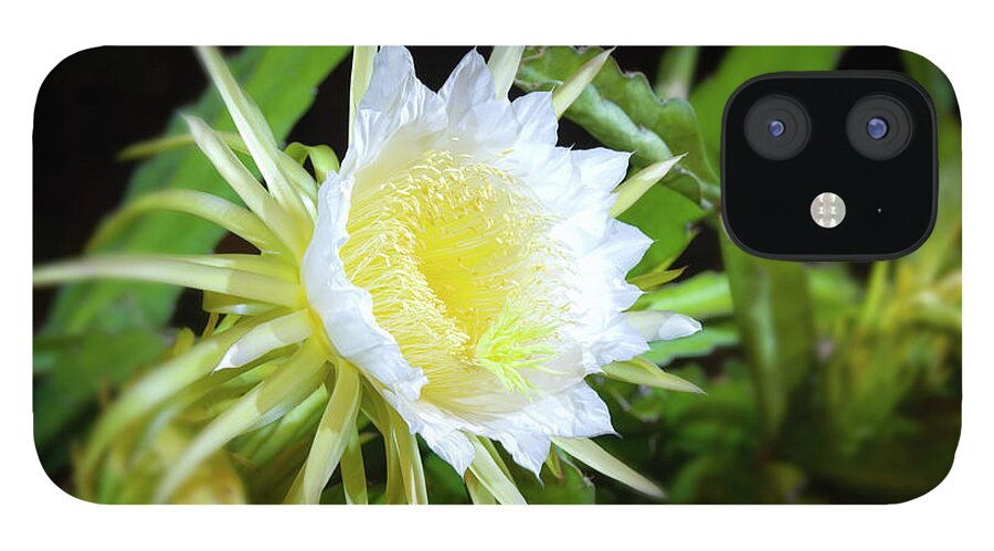 Nightblooming Cereus iPhone 12 Case featuring the photograph Nightblooming Cereus #1 by David L Moore