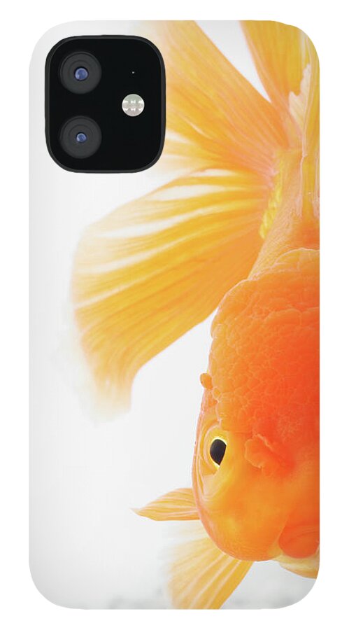 Pets iPhone 12 Case featuring the photograph Orange Lionhead Goldfish #1 by Martin Harvey