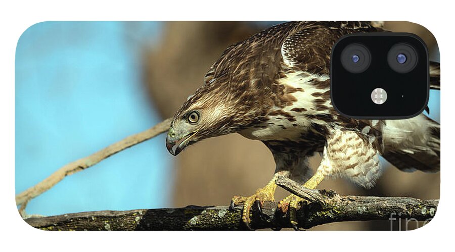 Hawk iPhone 12 Case featuring the photograph Red Tailed Hawk perched #1 by Sam Rino