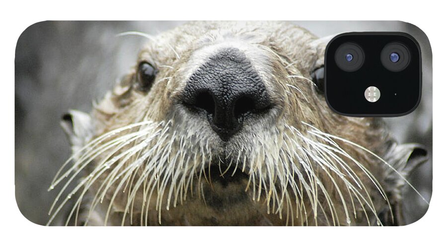 Denise Bruchman iPhone 12 Case featuring the photograph Sea Otter Face by Denise Bruchman