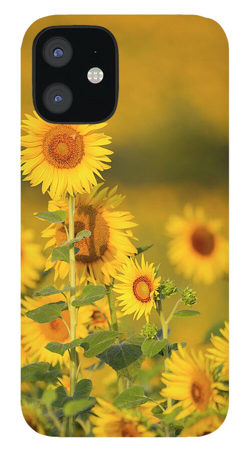 Scenics iPhone 12 Case featuring the photograph Sunflower Fields In Tuscany,italy #1 by Chris Cole