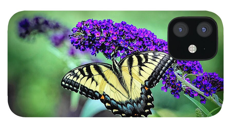 Butterfly iPhone 12 Case featuring the photograph Swallowtail Butterfly on Purple by Deborah Penland
