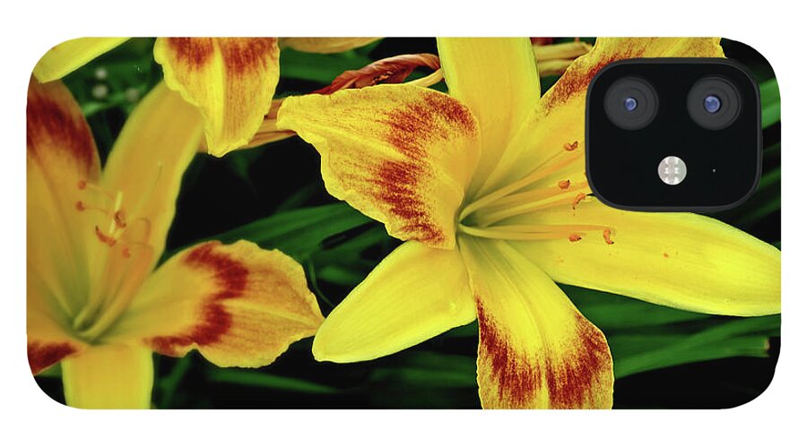 Flowers iPhone 12 Case featuring the photograph Blooms #2 by George Taylor