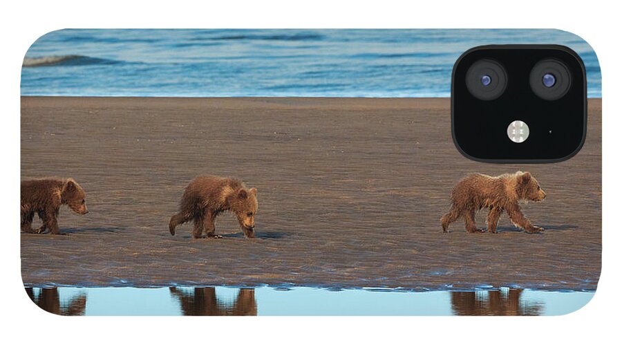 Brown Bear iPhone 12 Case featuring the photograph Brown Bear Cubs, Lake Clark National #2 by Mint Images/ Art Wolfe