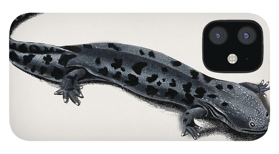 Hellbender Salamander Cryptobranchus alleganiensis illustrated by