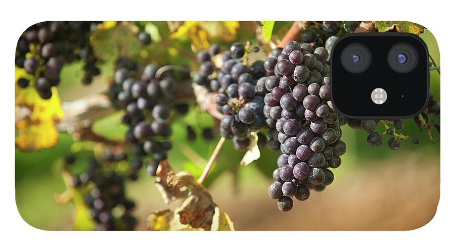 Sonoma County iPhone 12 Case featuring the photograph Grapes On A Winery Vine #3 by Pgiam