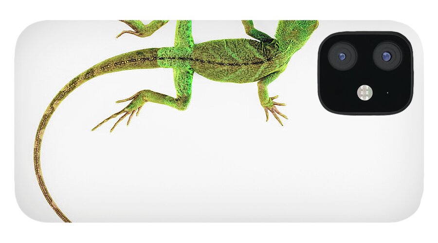 Out Of Context iPhone 12 Case featuring the photograph A Lizard On Pure White Ground by Nicholas Cope