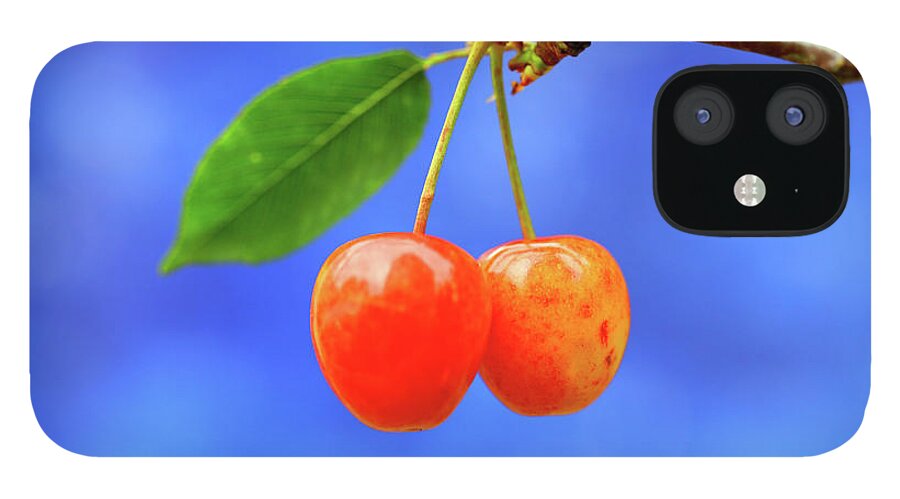 Cherry iPhone 12 Case featuring the photograph A Pair Of Cherries Riperning On A Tree by Martial Colomb