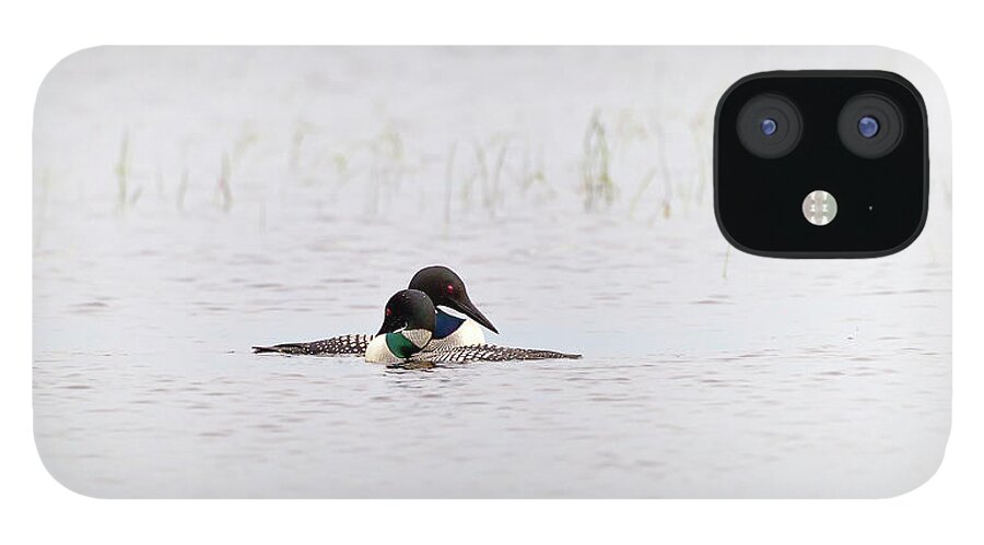 Common Loon iPhone 12 Case featuring the photograph A pair of Loons in mating colors by Al Mueller