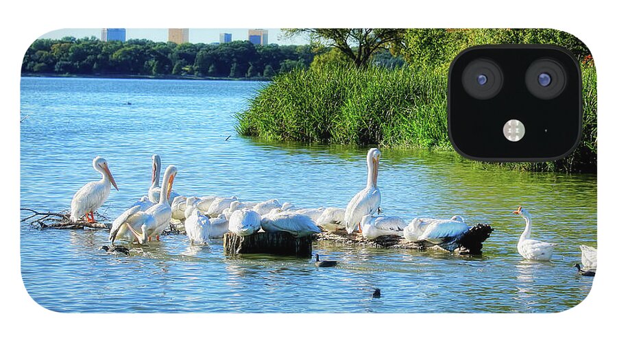 Pelicans iPhone 12 Case featuring the photograph A Pelicans Life by Joan Bertucci