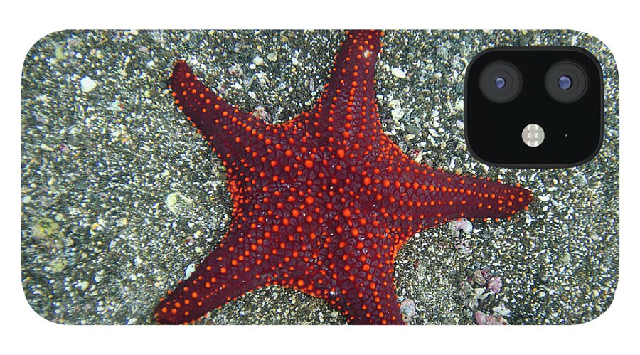 Underwater iPhone 12 Case featuring the photograph A Red Starfish by Keith Levit / Design Pics
