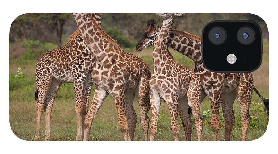 Giraffe Calf iPhone 12 Case featuring the photograph A Small Group Of Masai Giraffe by Mint Images - Art Wolfe