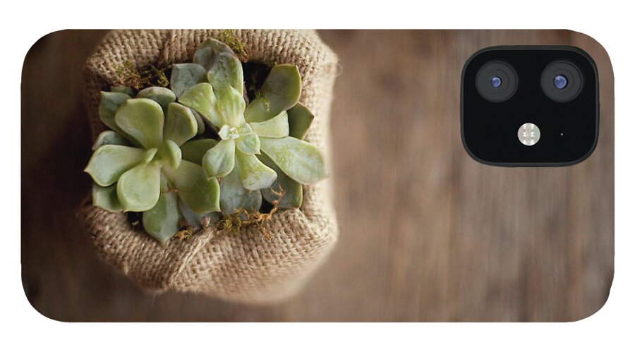 Material iPhone 12 Case featuring the photograph A Small Succulent Plant In A Container by Mint Images - Britt Chudleigh