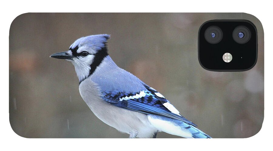 Birds iPhone 12 Case featuring the photograph A Snowy Day with Blue Jay by Trina Ansel