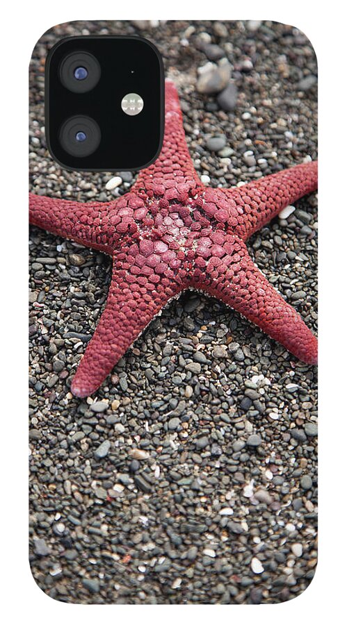 The End iPhone 12 Case featuring the photograph A Starfish On A Beach by Tobias Titz