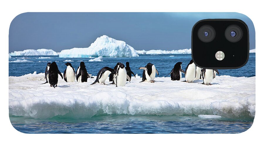 Iceberg iPhone 12 Case featuring the photograph Adelie Penguins On Iceberg Paulet by Mof