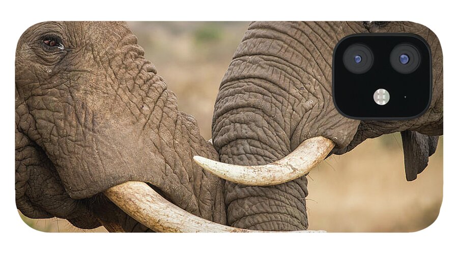 Sebastian Kennerknecht iPhone 12 Case featuring the photograph African Elephant Bulls Fighting by Sebastian Kennerknecht