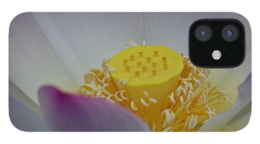 Lotus iPhone 12 Case featuring the photograph An Open Lotus Blossom by L Bosco