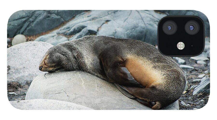 One Animal iPhone 12 Case featuring the photograph Antarctic Fur Sea Arctocephalus Gazella by Jim Julien / Design Pics