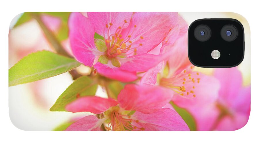 Nature iPhone 12 Case featuring the photograph Apple Blossoms Warm Glow by Leland D Howard