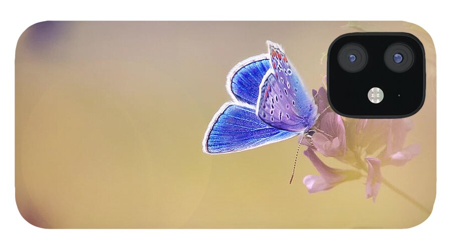 Butterfly iPhone 12 Case featuring the photograph Around The Meadow 4 by Jaroslav Buna