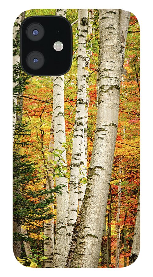 Autumn iPhone 12 Case featuring the photograph Autumn Birch by Jeff Sinon