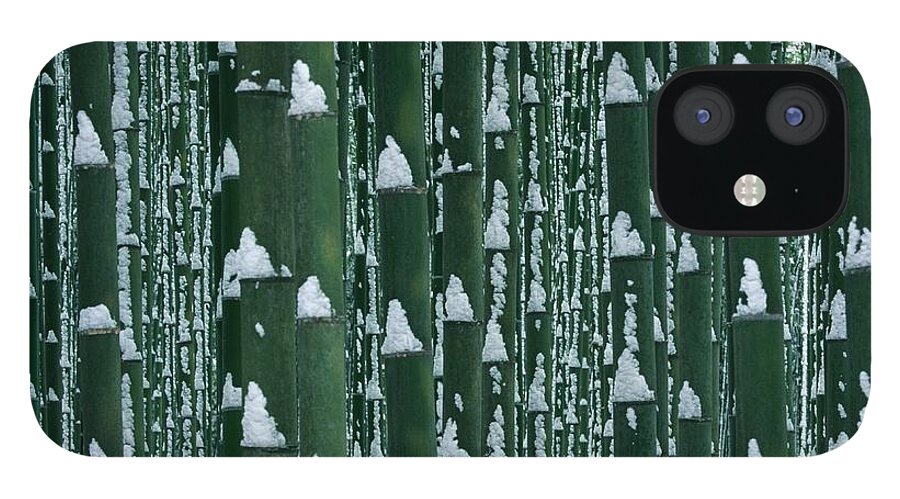 Bamboo iPhone 12 Case featuring the photograph Bamboo Grove In Winter by Imagenavi