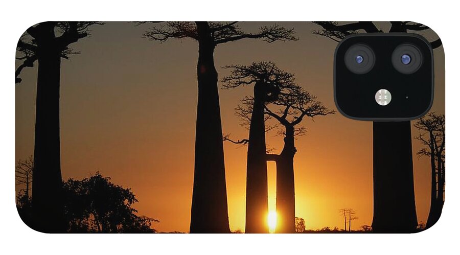 Tranquility iPhone 12 Case featuring the photograph Baobabs At Sundown by Trevor Cole Alternative Visions Photography