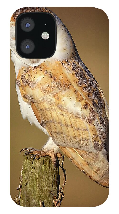 Looking Over Shoulder iPhone 12 Case featuring the photograph Barn Owl by Markbridger