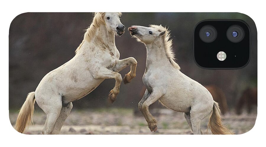 Battle iPhone 12 Case featuring the photograph Battling Stallions by Shannon Hastings