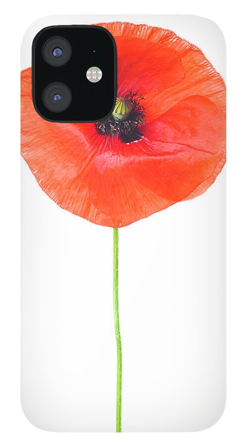 White Background iPhone 12 Case featuring the photograph Beautiful Wild Poppy On White by Digihelion