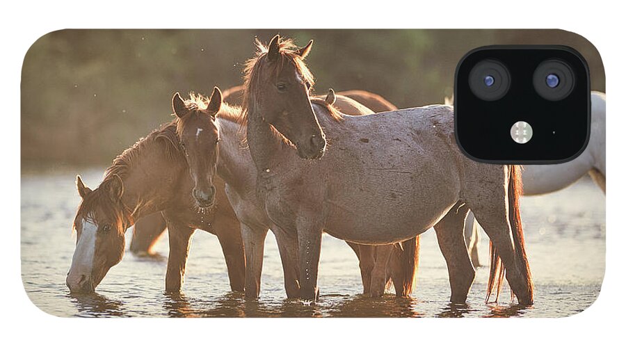 Salt River Wild Horses iPhone 12 Case featuring the photograph Bird on a Horse by Shannon Hastings