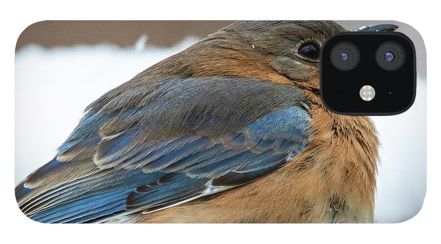 Bird iPhone 12 Case featuring the photograph Bluebird in the snow by Karen Smale